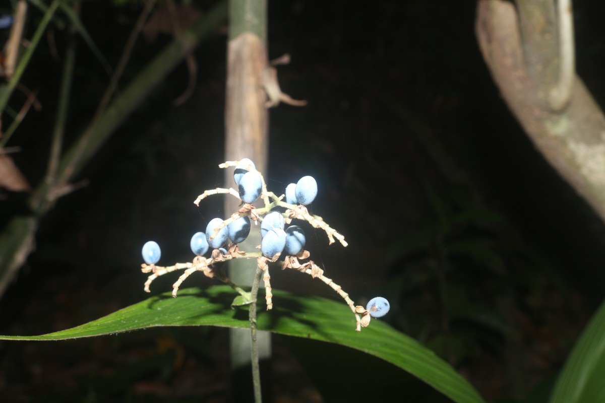 Pollia secundiflora (Blume) Bakh.f.